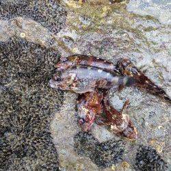 白浜周辺の岩礁帯にて穴釣り、食ってくる所が見えて面白い