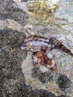 白浜周辺の岩礁帯にて穴釣り、食ってくる所が見えて面白い
