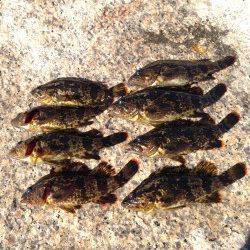 朝マズメの芦屋浜石畳でタケノコメバル、ワームで穴釣り