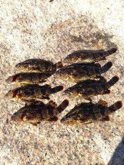 朝マズメの芦屋浜石畳でタケノコメバル、ワームで穴釣り
