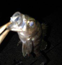 淡路島西浦でメバリング〜潮が動きだしてからよく釣れました！