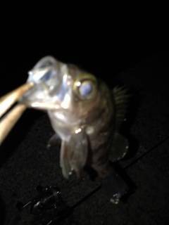 淡路島西浦でメバリング〜潮が動きだしてからよく釣れました！