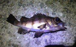 福良港周辺でメバリング、わかりにくいアタリでした