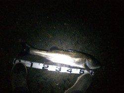 石津川河川でシーバス〜ボイルしまくりでした！！