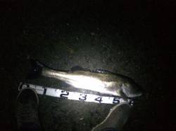 石津川河川でシーバス〜ボイルしまくりでした…