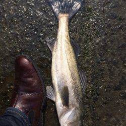石津川河口でなんと！　メジロ釣りました！！