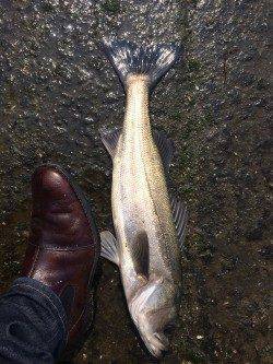 石津川河口でなんと！　メジロ釣りました！！