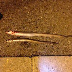 武庫川河口で久しぶりにアナゴ狙い