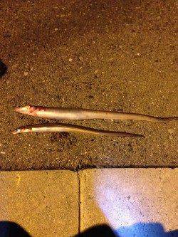 武庫川河口で久しぶりにアナゴ狙い