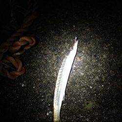 市江や見草漁港の外灯周りをカマス狙いでランガン