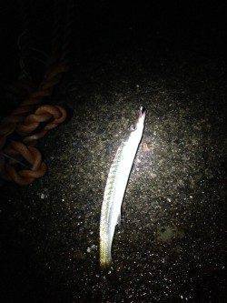 市江や見草漁港の外灯周りをカマス狙いでランガン