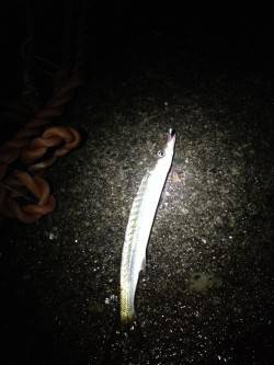 市江や見草漁港の外灯周りをカマス狙いでラン…