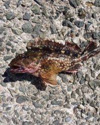 サビキ釣りでガシラ　マリーナシティ海釣り公園