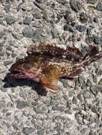 サビキ釣りでガシラ　マリーナシティ海釣り公…