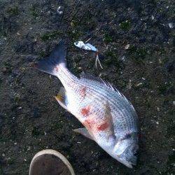 石津川河川でシーバス〜ボイルしまくりでした！！