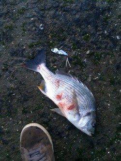 石津川河川でシーバス〜ボイルしまくりでした！！