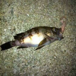 東二見人工島でメバリング、ボトムをスローに探ってメバルヒット