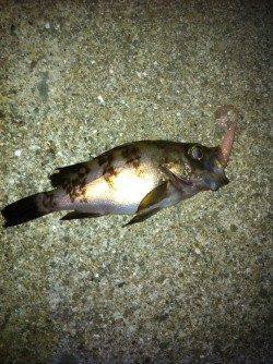 東二見人工島でメバリング、ボトムをスローに探ってメバルヒット