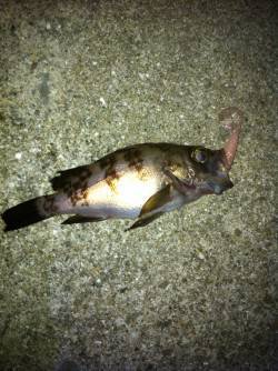 東二見人工島でメバリング、ボトムをスローに…