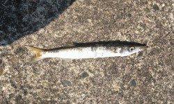 伊古木周辺でカマス、夕マヅメはアジング