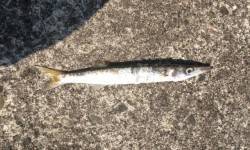 伊古木周辺でカマス、夕マヅメはアジング