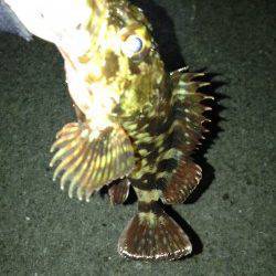 大蔵海岸 東側テトラにて、底ただ引きでガシラ