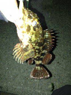 大蔵海岸 東側テトラにて、底ただ引きでガシラ