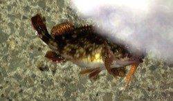 芦屋でガシリング〜ボトムワインドからの長めのフォールで