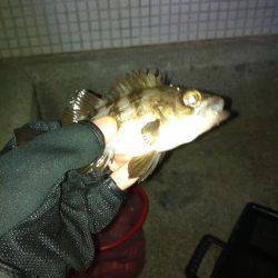 東二見人工島でメバリング、ボトムをスローに探ってメバルヒット