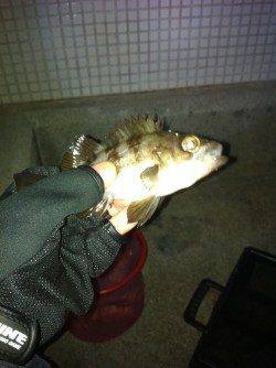 東二見人工島でメバリング、ボトムをスローに探ってメバルヒット