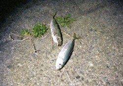 伊古木周辺でカマス、夕マヅメはアジング