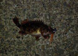 芦屋でガシリング〜ボトムワインドからの長めのフォールで