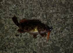 芦屋でガシリング〜ボトムワインドからの長め…