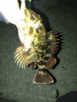 大蔵海岸 東側テトラにて、底ただ引きでガシ…