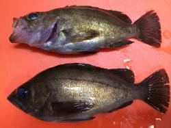 【暖かくなってきました】伊保港にてメバリン…