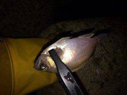 【暖かくなってきました】伊保港にてメバリング