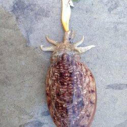 雑賀崎　エギング釣行でコウイカ2ハイ☆