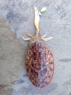 雑賀崎　エギング釣行でコウイカ2ハイ☆