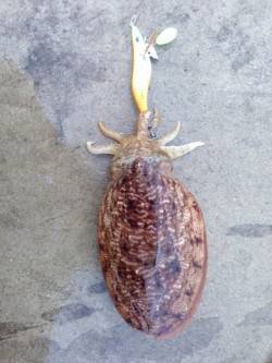 雑賀崎　エギング釣行でコウイカ2ハイ☆