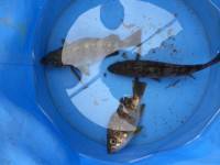 マリーナシティ海釣り公園、メバルの釣果☆