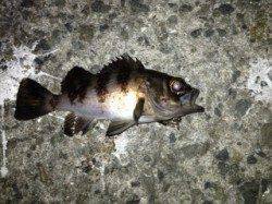 福良湾でのメバリング釣果