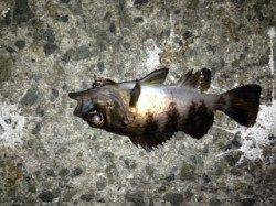 鳥飼　メバリングは釣行1時間後からアタリ