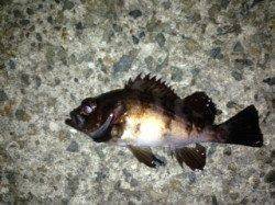 福良湾でのメバリング、昨日は活性が悪かった