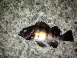 福良湾でのメバリング、昨日は活性が悪かった…