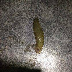 泉南エリアでのメバルの釣果