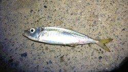 田辺周辺をランガンアジング　アジ増えてきています