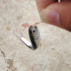 芳養漁港でのサビキ釣り、マイワシの釣果