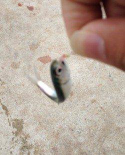 芳養漁港でのサビキ釣り、マイワシの釣果