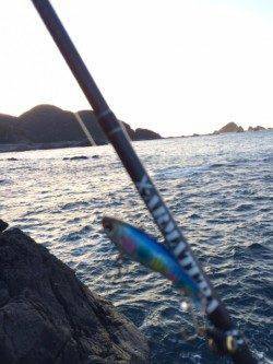 すさみ港、ビックカマス連発!カマス独特アタリ…たまりません!!