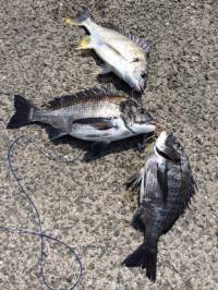 ぶっこみで良型チヌ・キビレ☆マリーナシティ…